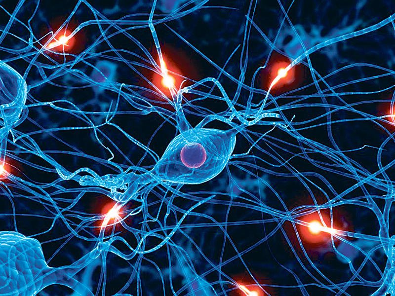 تعزيز خلايا الدماغ العصبية يمكن أن يعالج فقدان الذاكرة.. أول دراسة تثبت